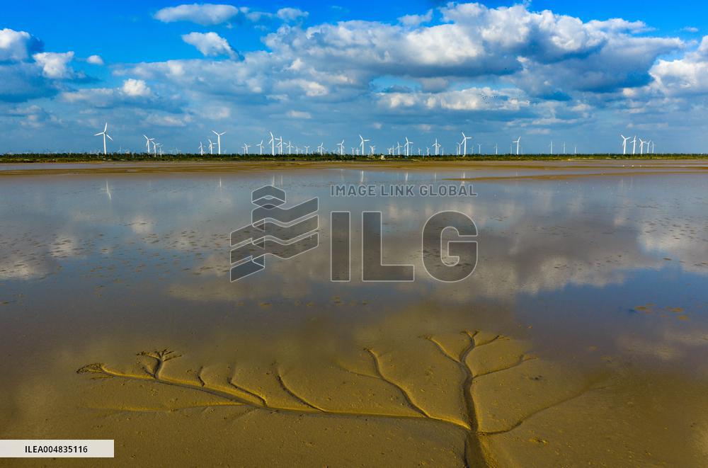 Tidal Tree Landscape