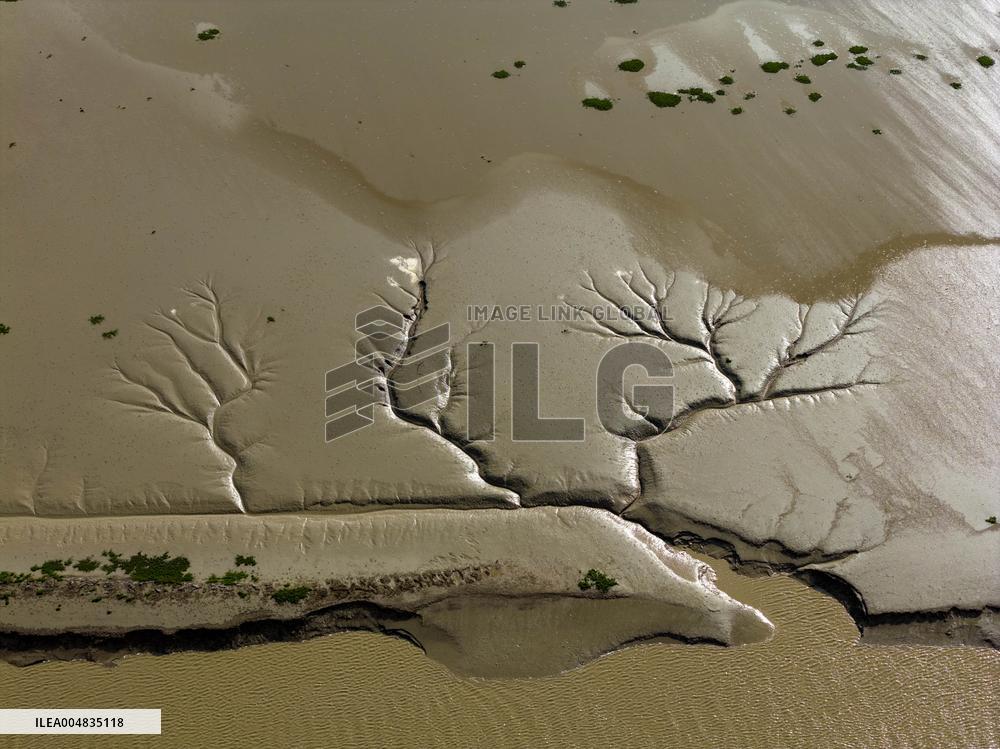 Tidal Tree Landscape