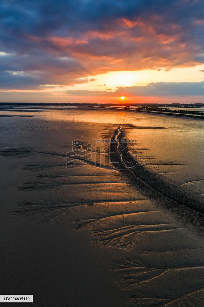 Tidal Tree Landscape