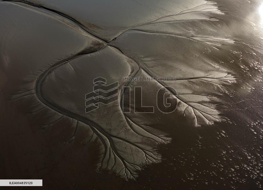 Tidal Tree Landscape