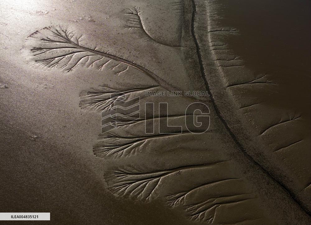 Tidal Tree Landscape