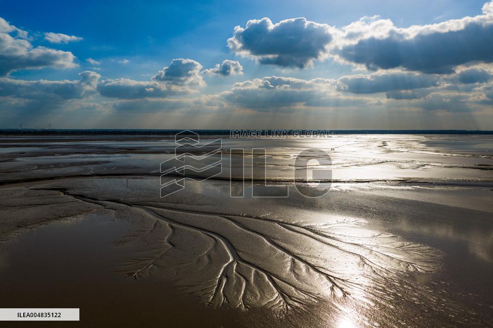 Tidal Tree Landscape