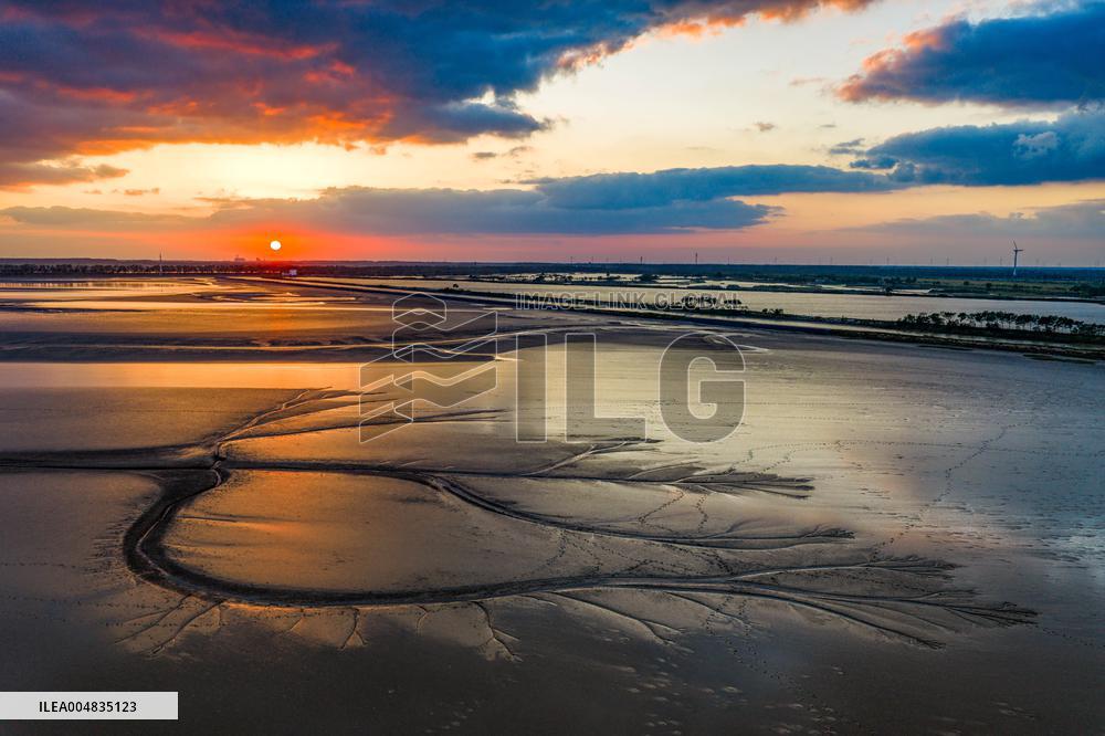 Tidal Tree Landscape