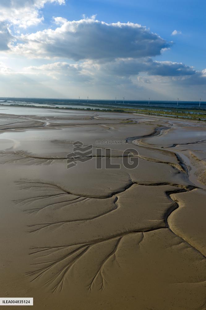 Tidal Tree Landscape