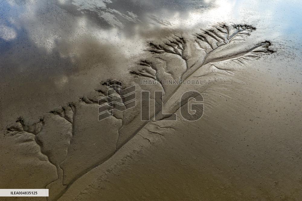 Tidal Tree Landscape