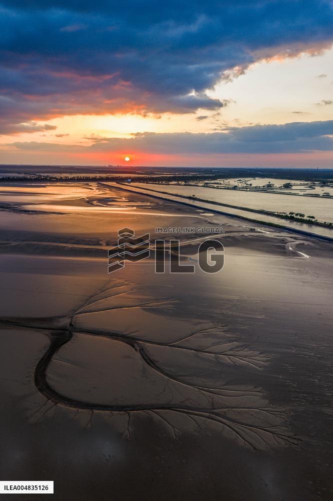 Tidal Tree Landscape