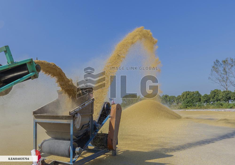 Rice Harvest in Suqian