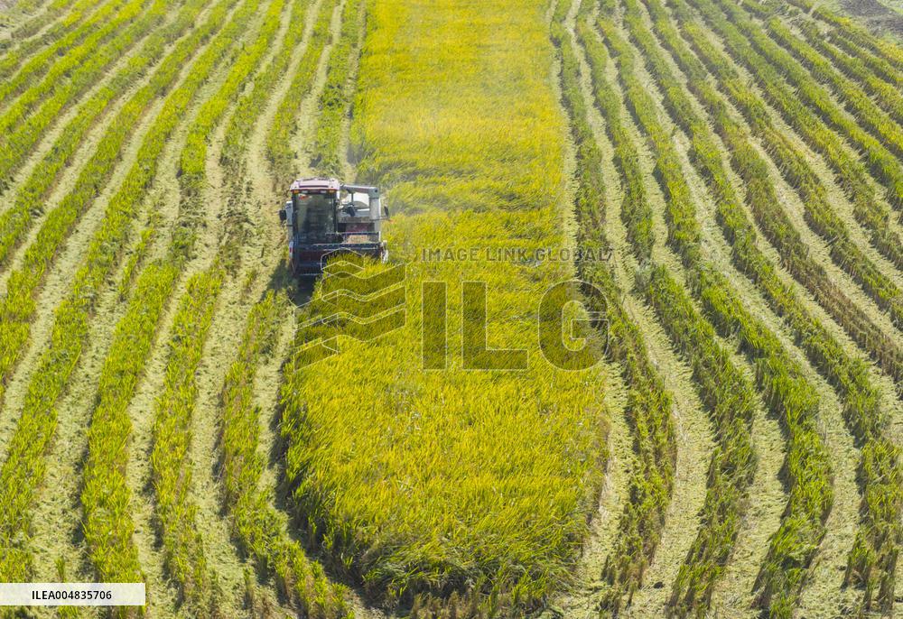 Rice Harvest in Suqian