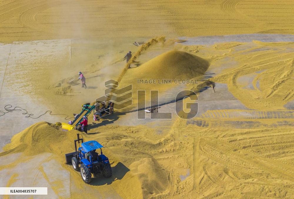 Rice Harvest in Suqian