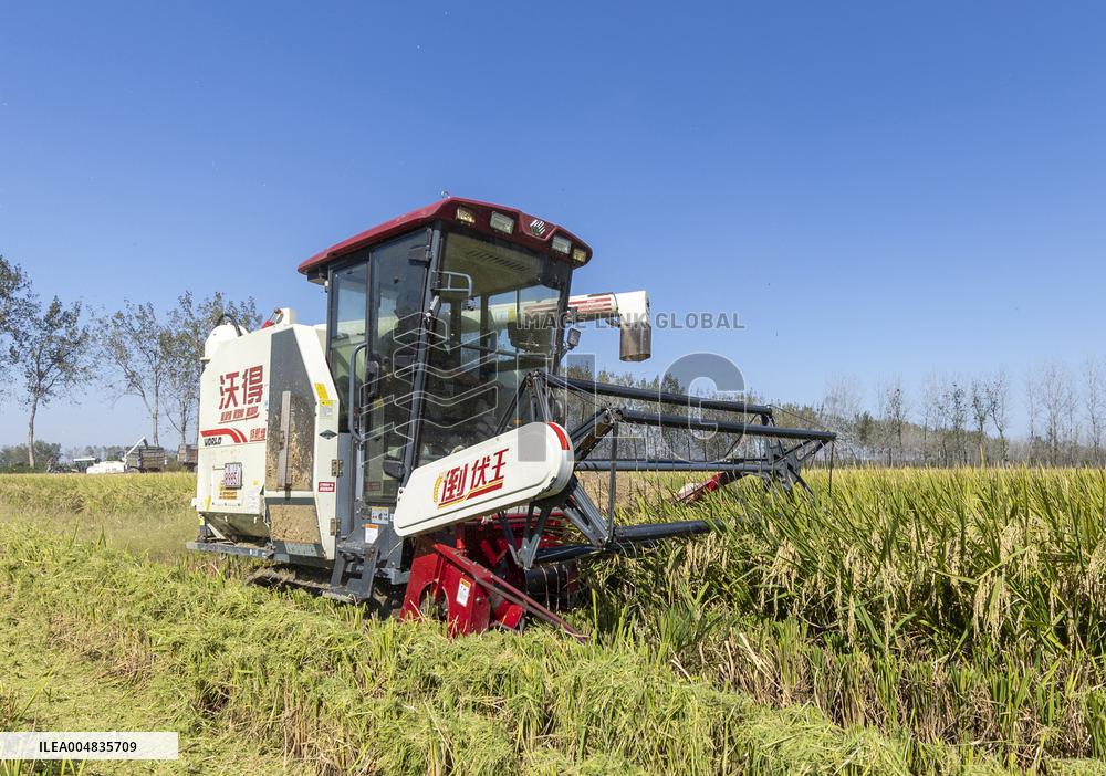 Rice Harvest in Suqian