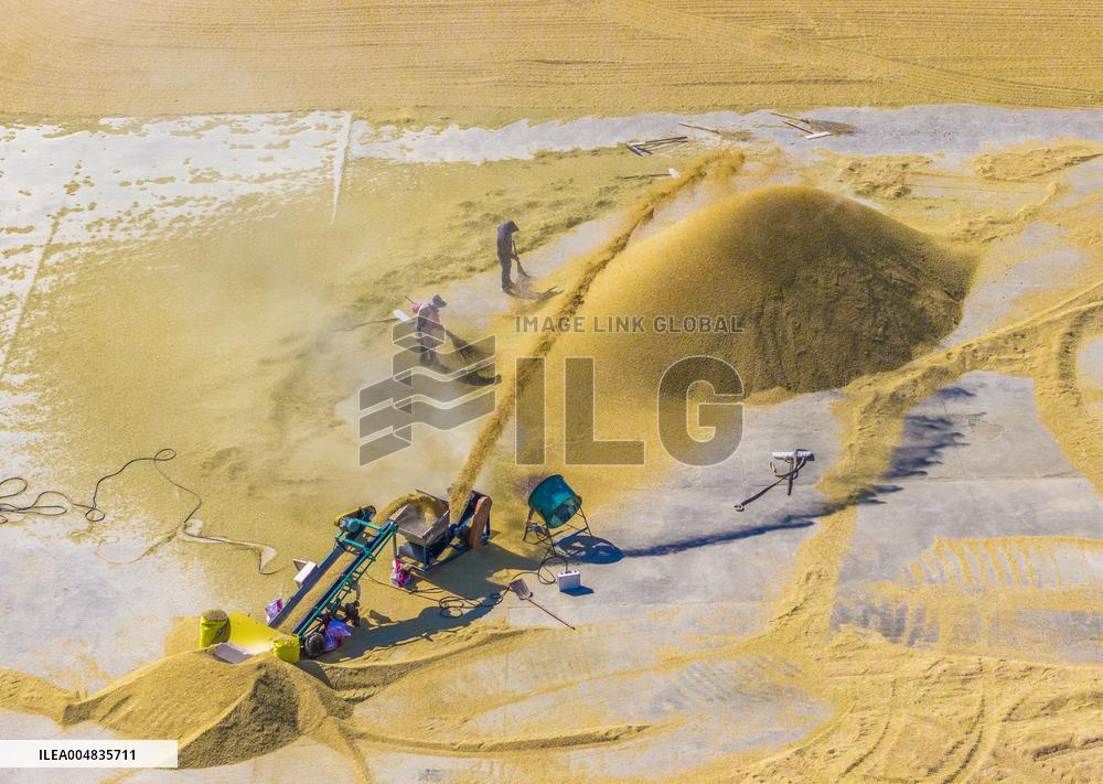 Rice Harvest in Suqian