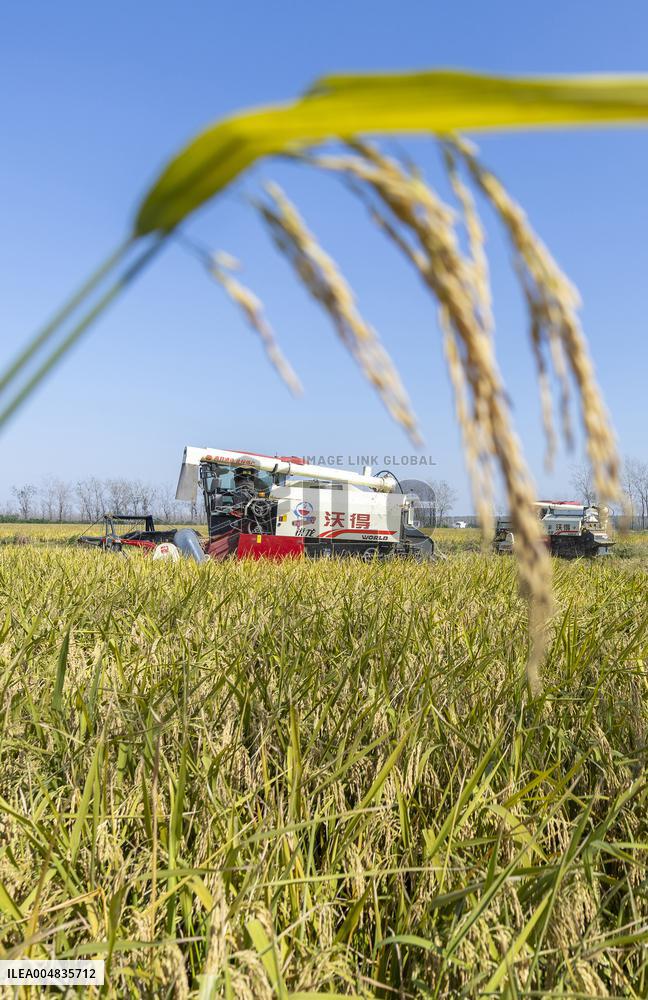 Rice Harvest in Suqian
