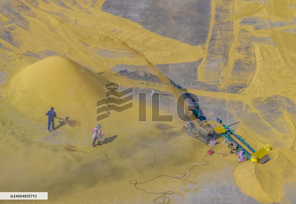 Rice Harvest in Suqian