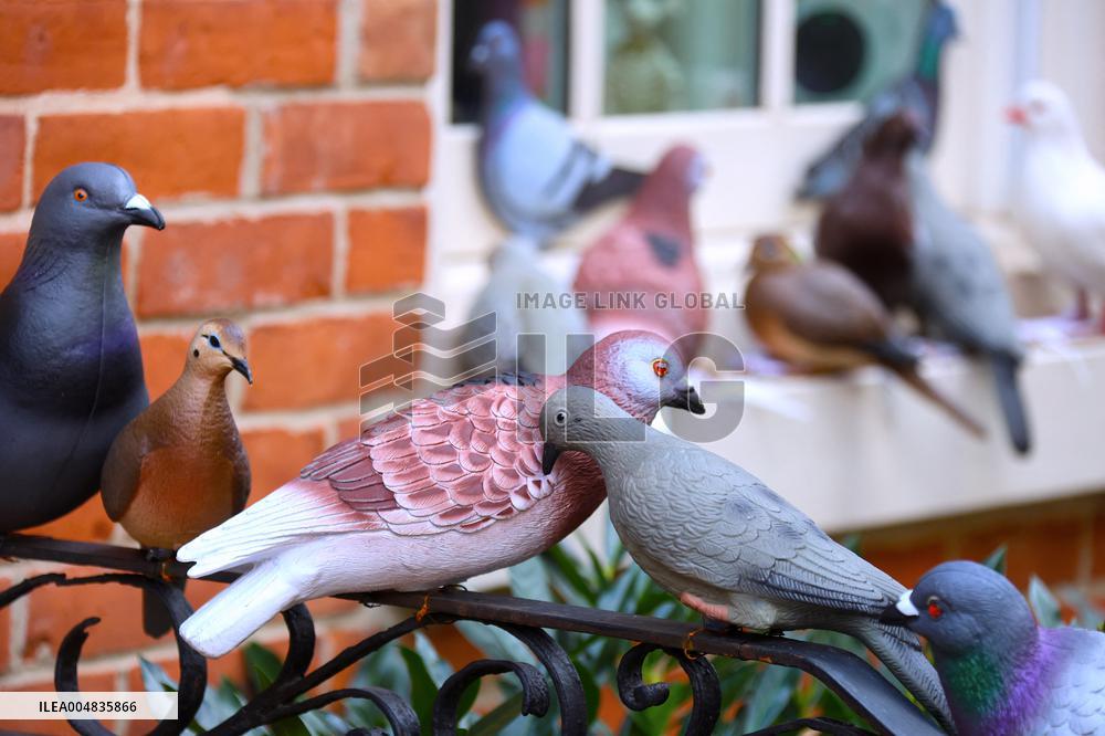 Pigeon House in The West Village - NYC