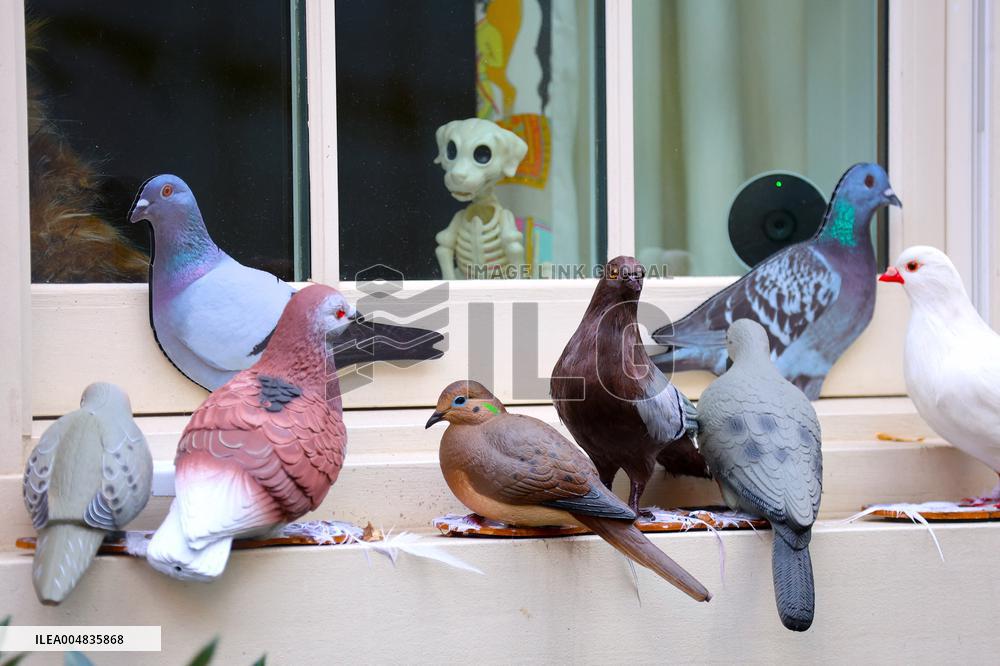 Pigeon House in The West Village - NYC