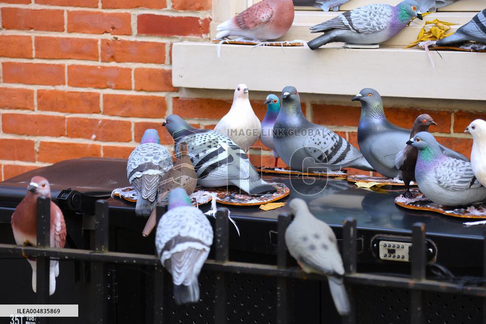 Pigeon House in The West Village - NYC
