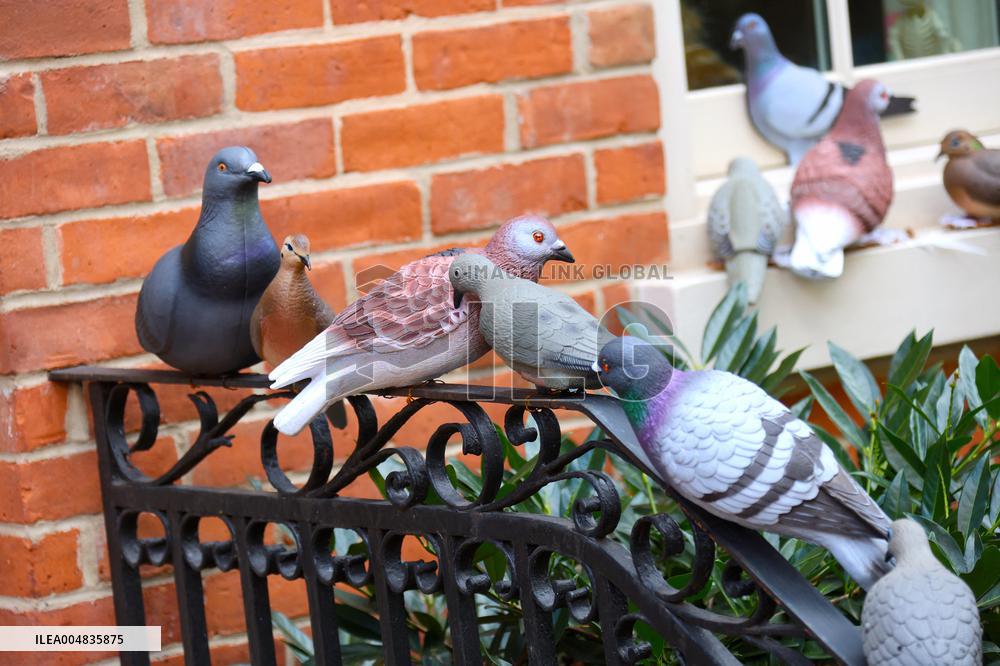 Pigeon House in The West Village - NYC