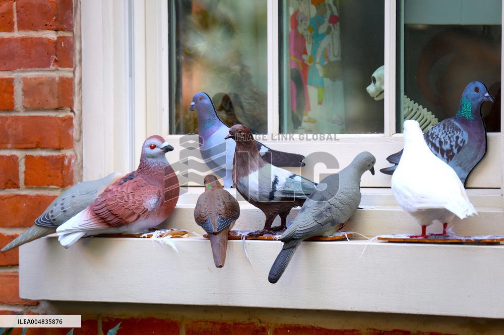 Pigeon House in The West Village - NYC