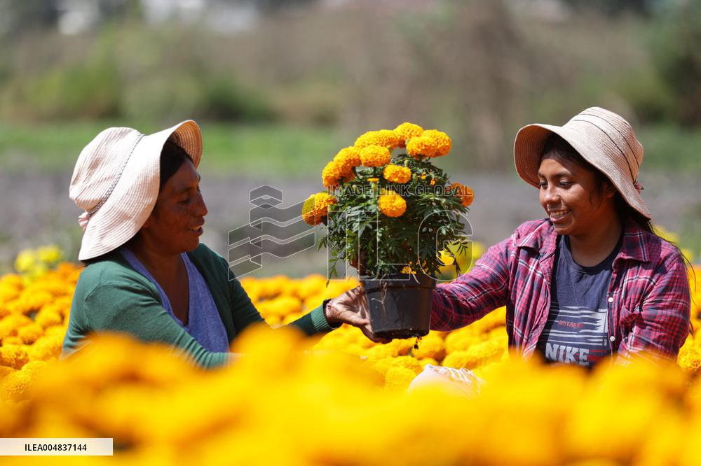 Marigold Flowers Ahead Day of the Dead - Mexico