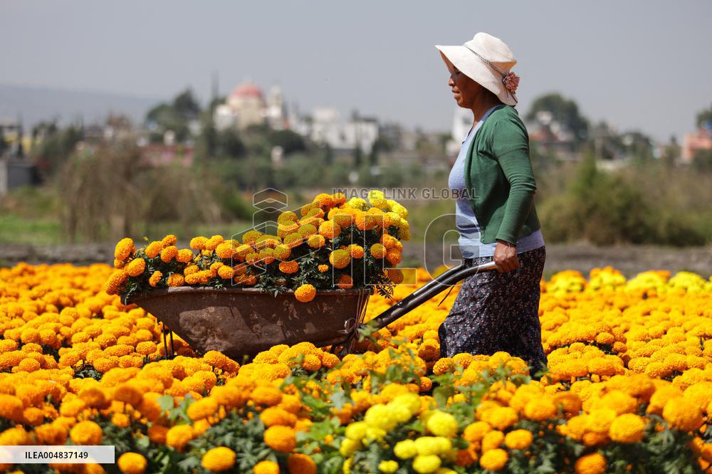 Marigold Flowers Ahead Day of the Dead - Mexico