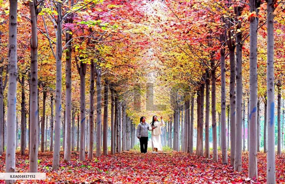 Autumn Scenery Season Illustrations - China