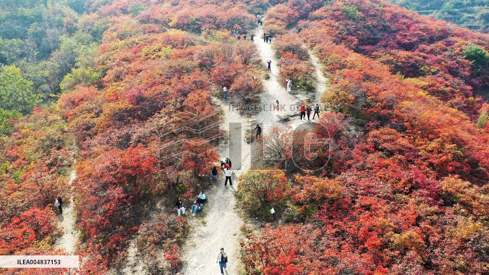 Autumn Scenery Season Illustrations - China