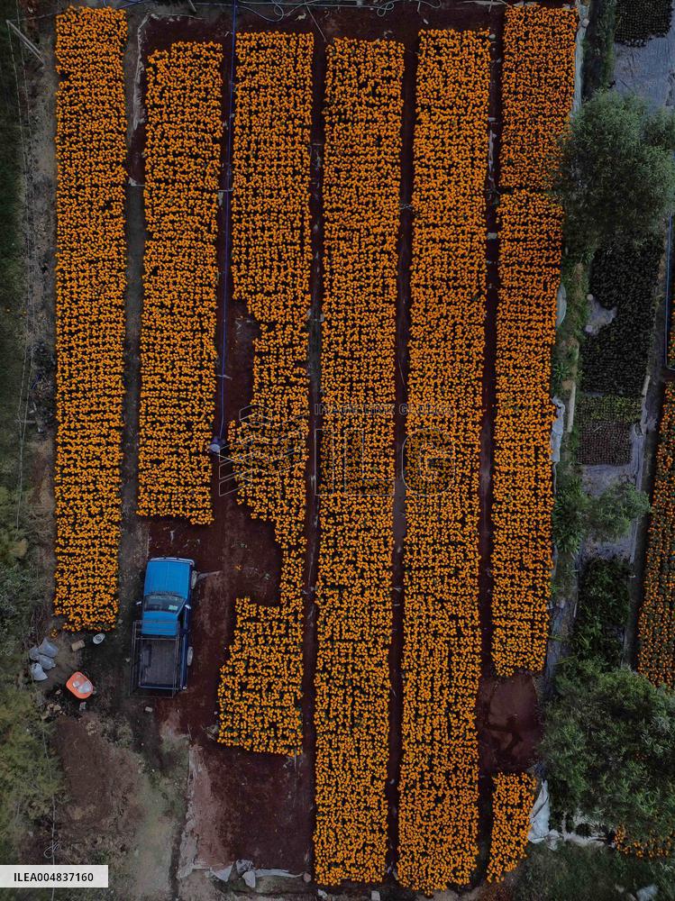 Marigold Flowers Ahead Day of the Dead - Mexico