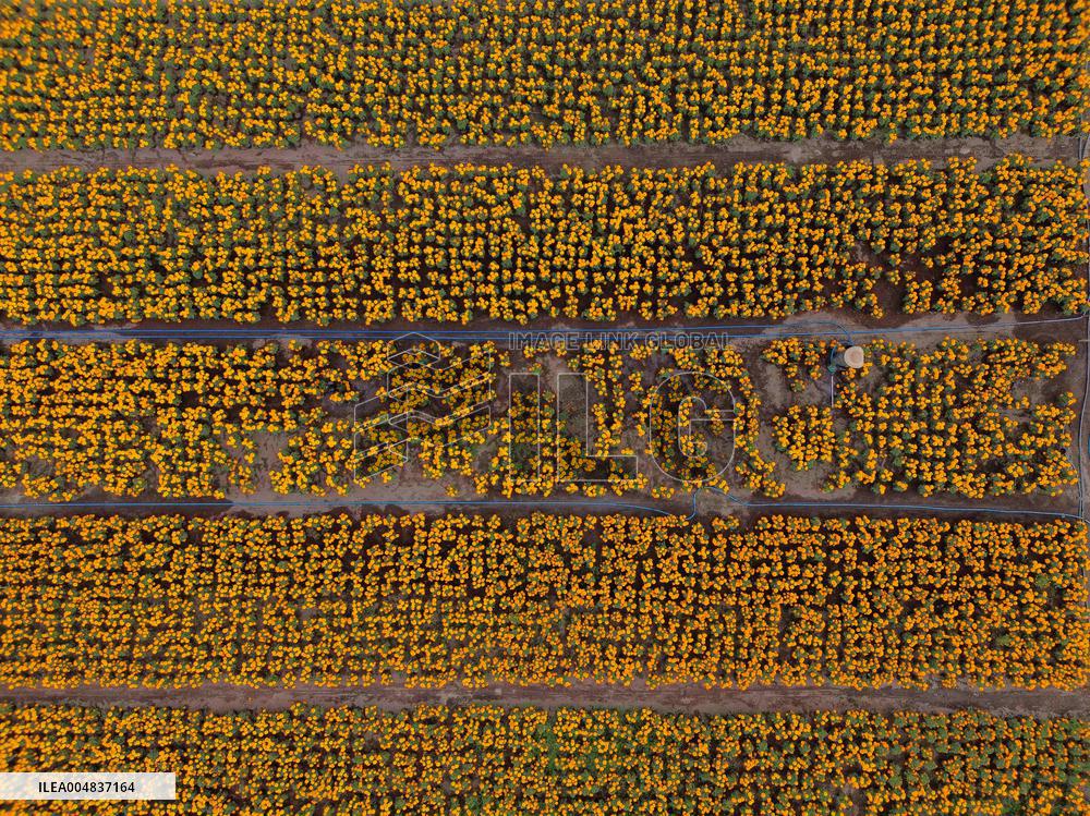 Marigold Flowers Ahead Day of the Dead - Mexico