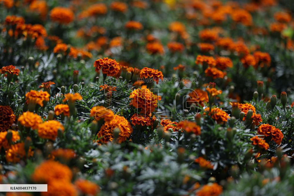 Marigold Flowers Ahead Day of the Dead - Mexico