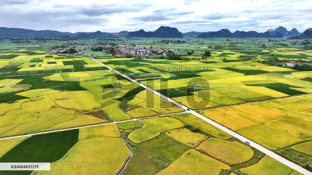 Autumn Scenery Season Illustrations - China