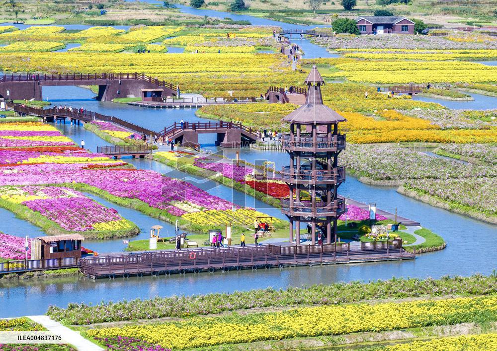 Autumn Scenery Season Illustrations - China