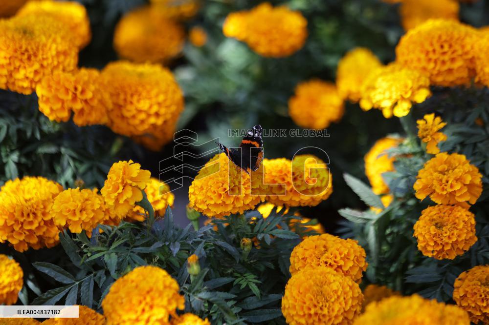 Marigold Flowers Ahead Day of the Dead - Mexico