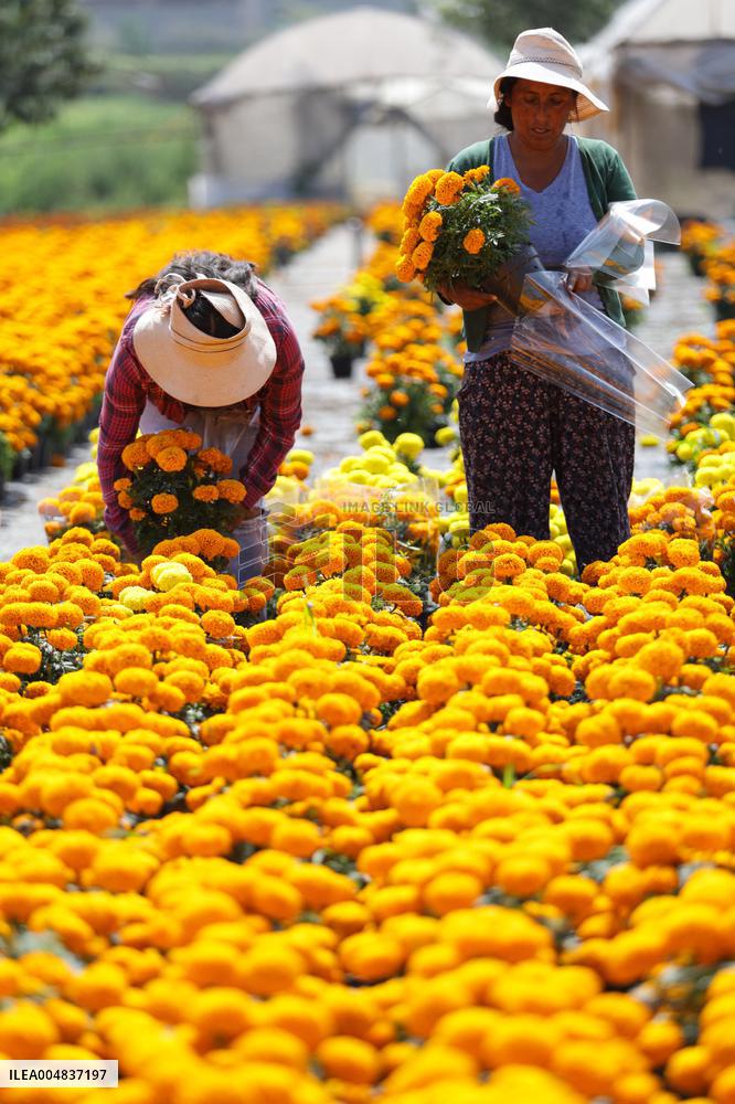 Marigold Flowers Ahead Day of the Dead - Mexico
