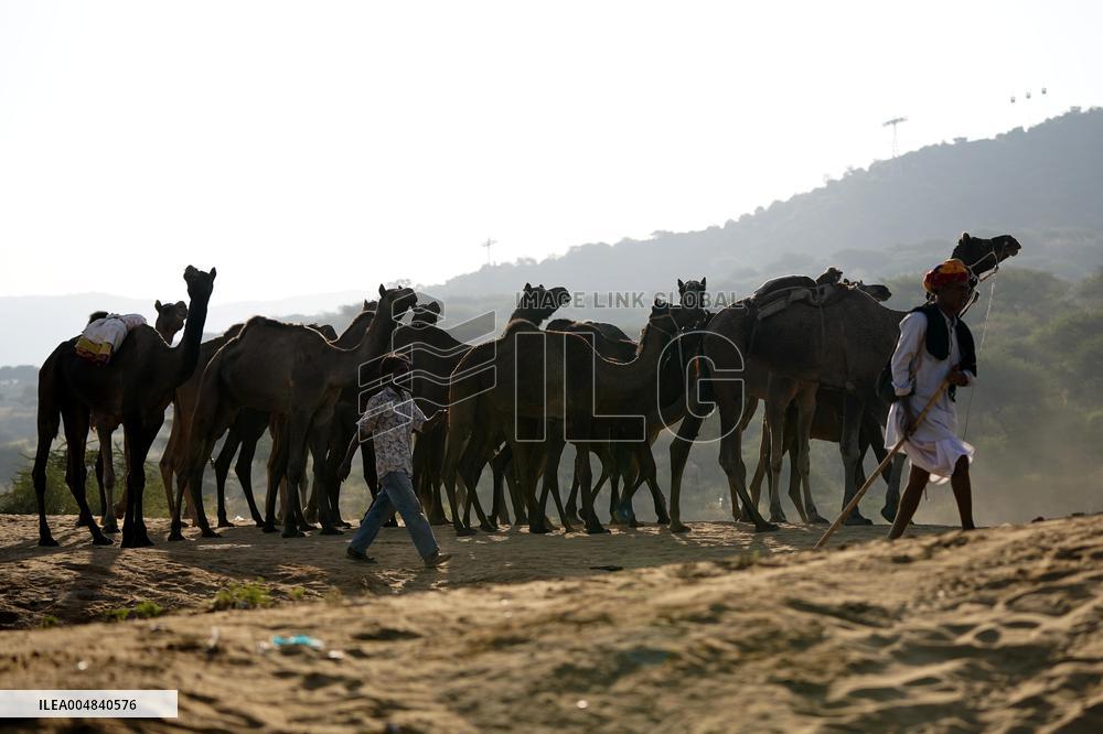 World's Largest Camel Fair - India