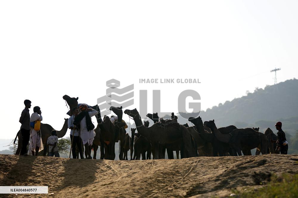 World's Largest Camel Fair - India