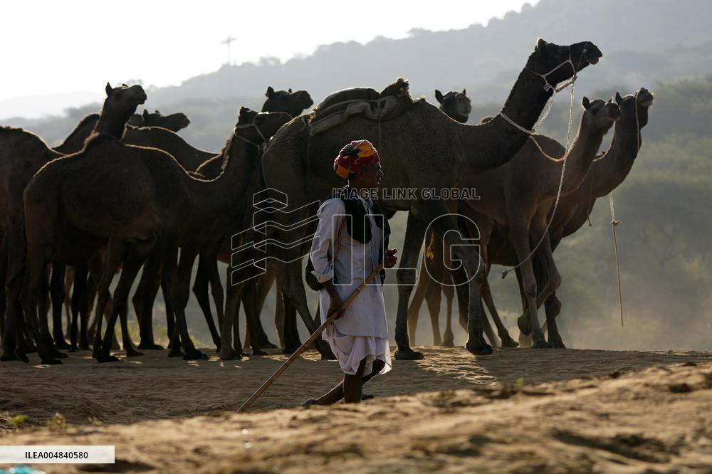 World's Largest Camel Fair - India