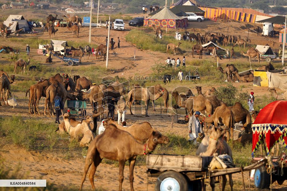 World's Largest Camel Fair - India
