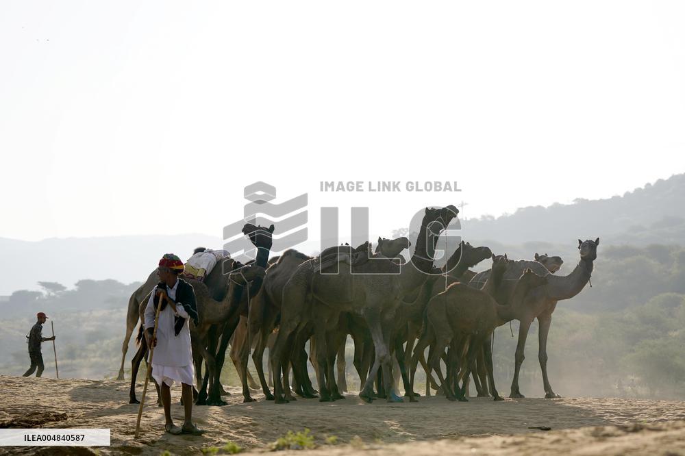 World's Largest Camel Fair - India