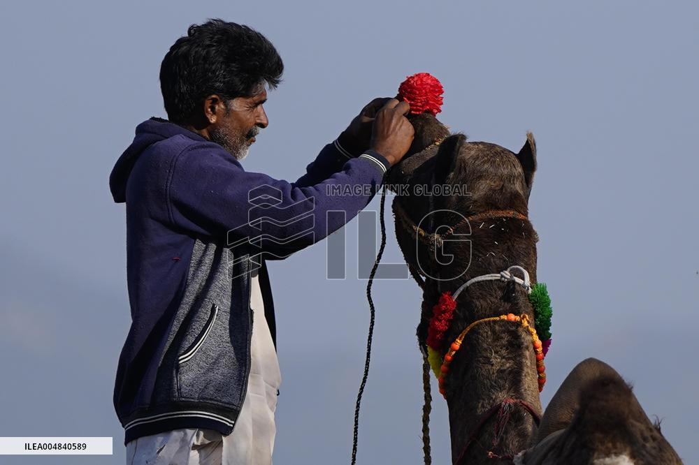 World's Largest Camel Fair - India