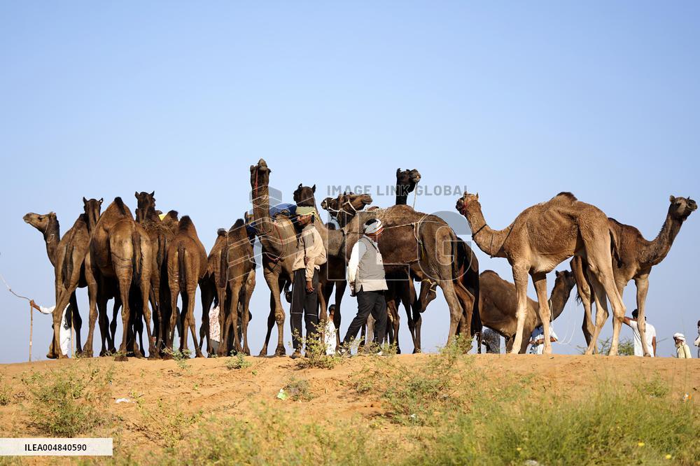 World's Largest Camel Fair - India