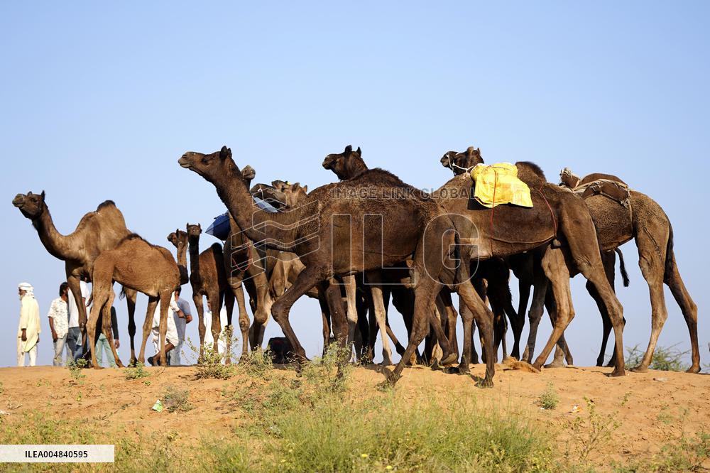 World's Largest Camel Fair - India