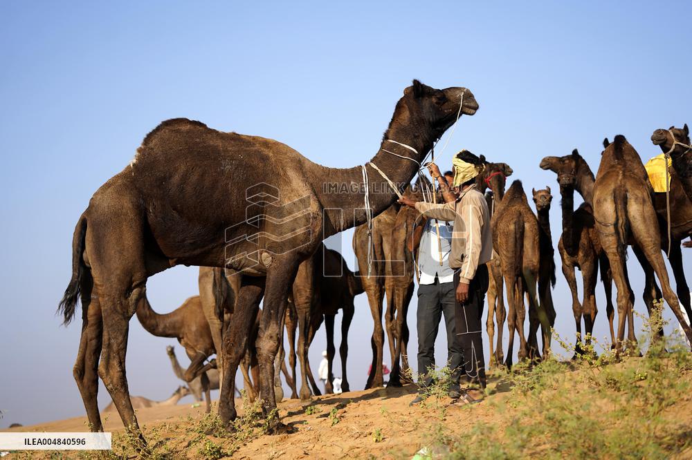 World's Largest Camel Fair - India