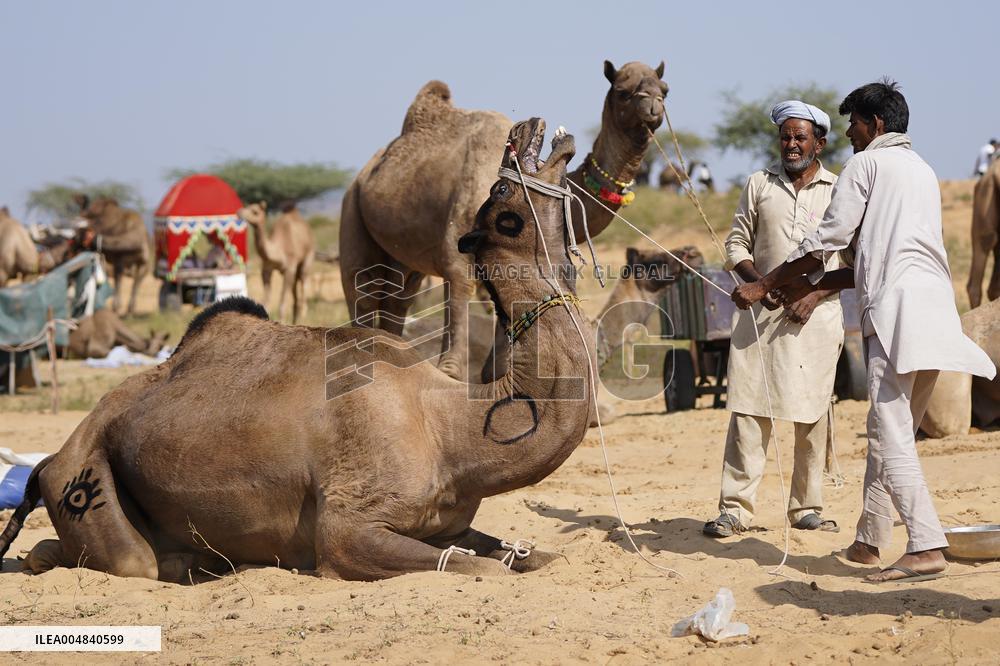 World's Largest Camel Fair - India