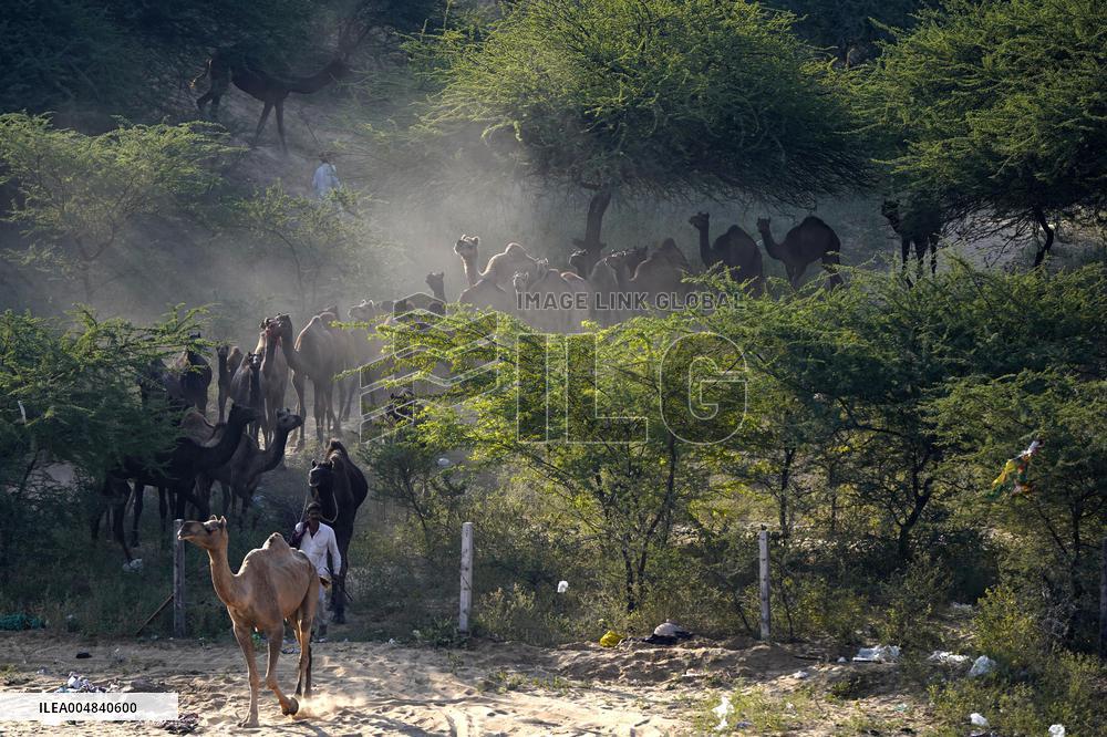 World's Largest Camel Fair - India