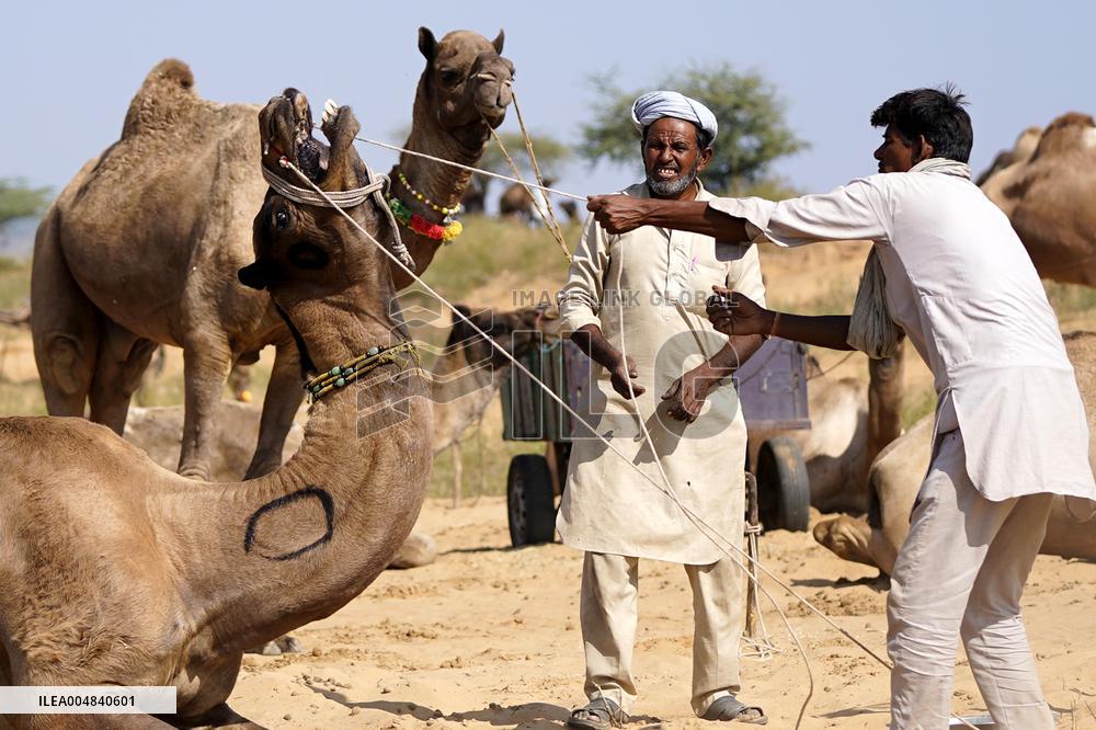 World's Largest Camel Fair - India