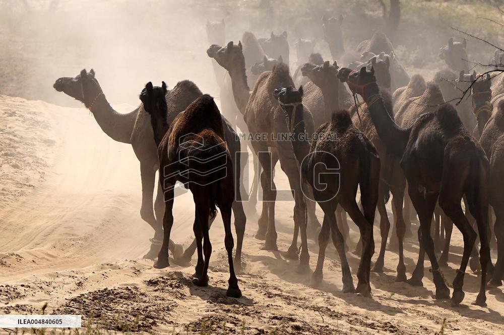 World's Largest Camel Fair - India