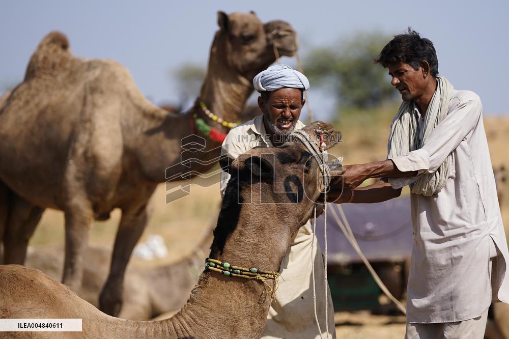 World's Largest Camel Fair - India