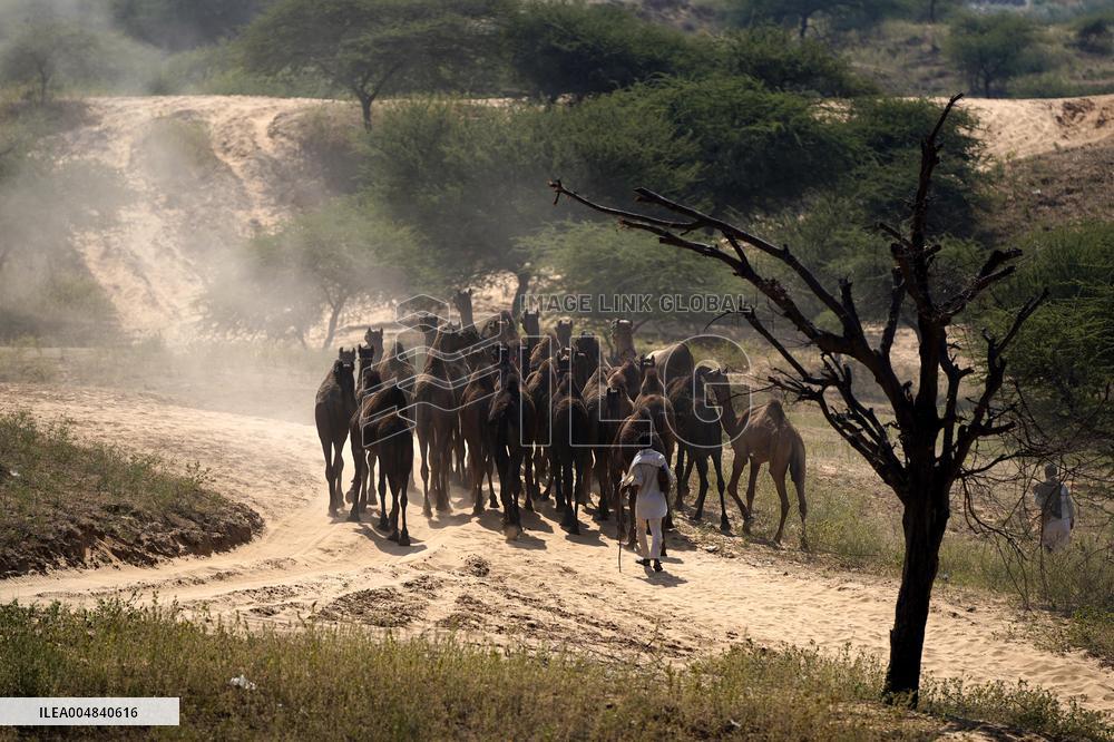 World's Largest Camel Fair - India