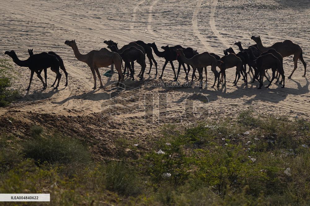 World's Largest Camel Fair - India