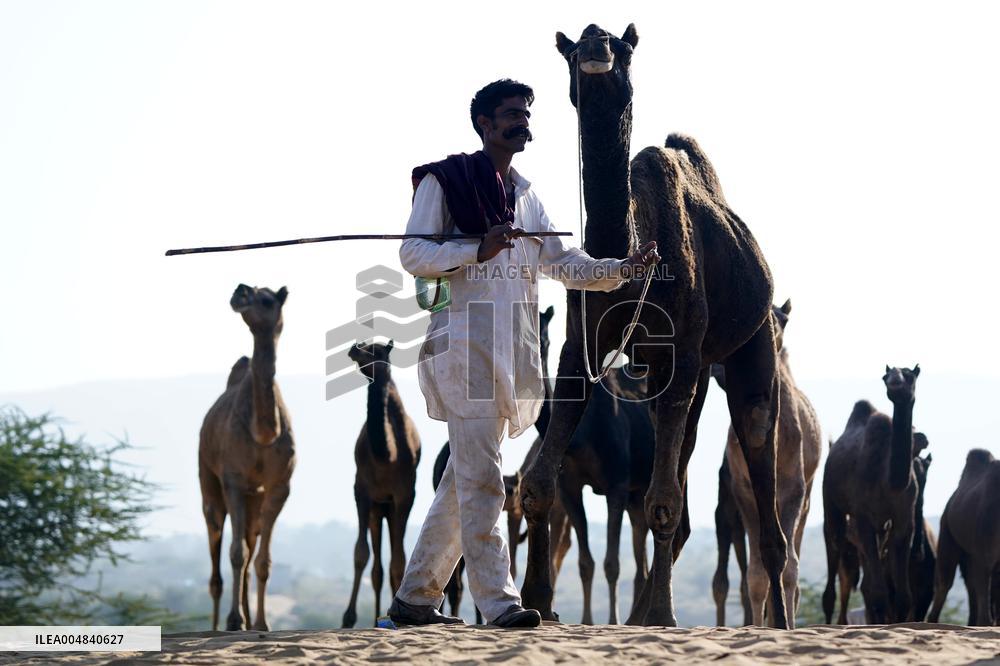 World's Largest Camel Fair - India